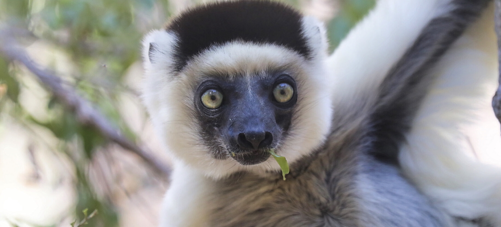 Will Tropical Dry Forests Survive the Next 50 Years?