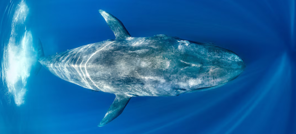 Blue Whales Are Going Eerily Silent—and Scientists Say It’s a Warning Sign