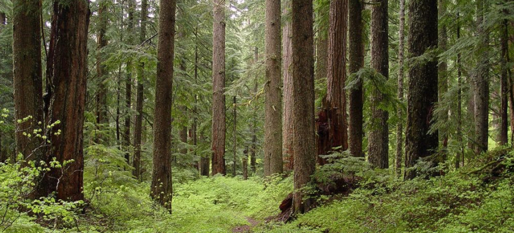 Trump to Open Up 59 Million Acres of National Forest to Logging, Mining