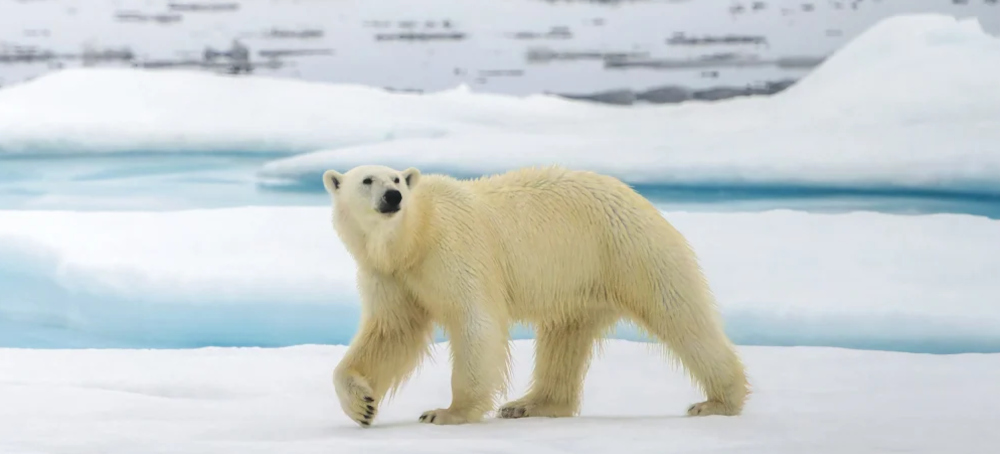 Polar Bears Are Rewiring Their Own Genetics to Survive a Warming Climate