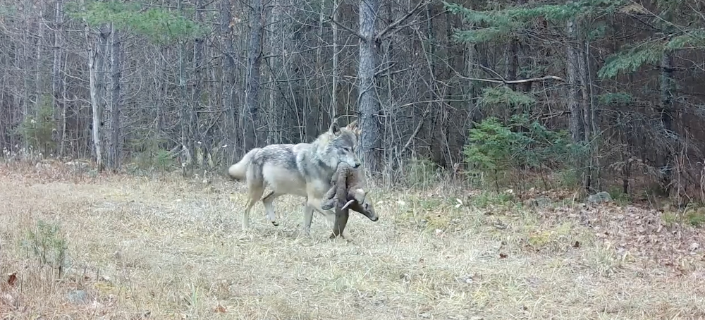 Wolves, Long Feared and Reviled, May Actually Be Lifesavers