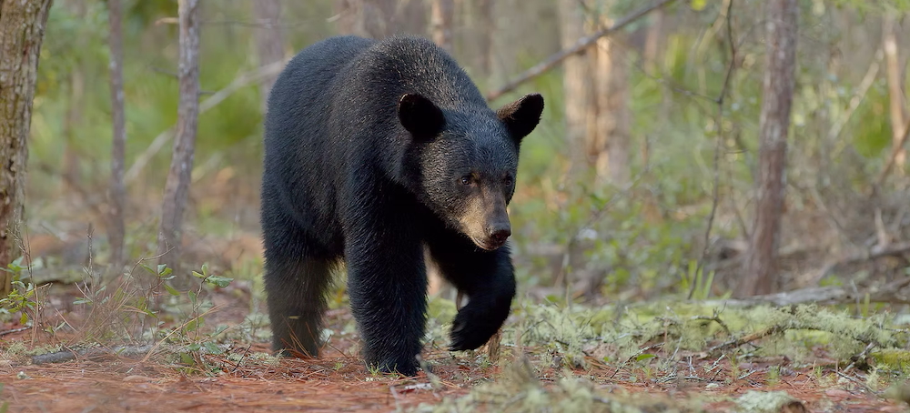 ‘Heartbreaking’: Florida Wildlife Groups Decry State-Sanctioned Bear Hunt