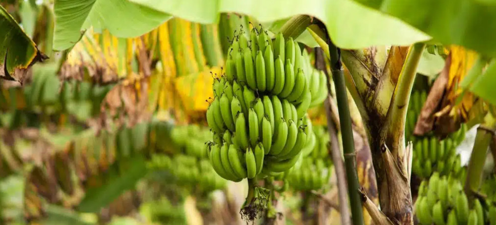Bananas, Coffee, Chocolate: How Climate Change Is Threatening the World’s Most Beloved Foods