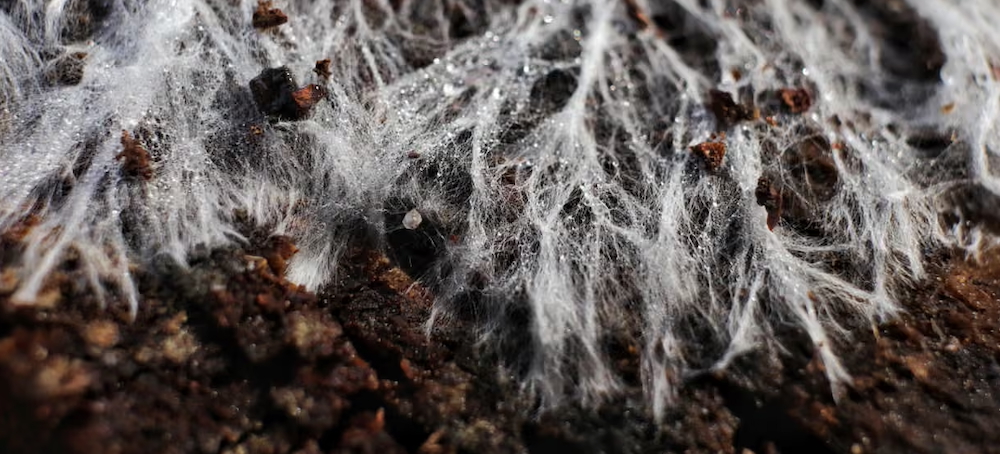 Study: Earth’s Underground Fungi Networks Need Urgent Protection