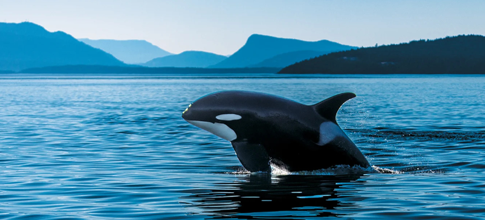 These Orcas Are on the Brink—And So Is the Science That Could Save Them