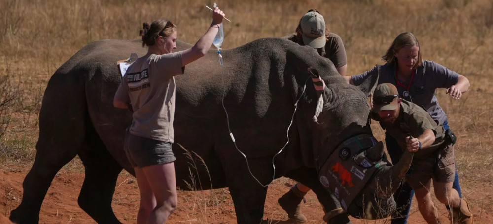 Scientists in South Africa Are Making Rhino Horns Radioactive to Fight Poaching