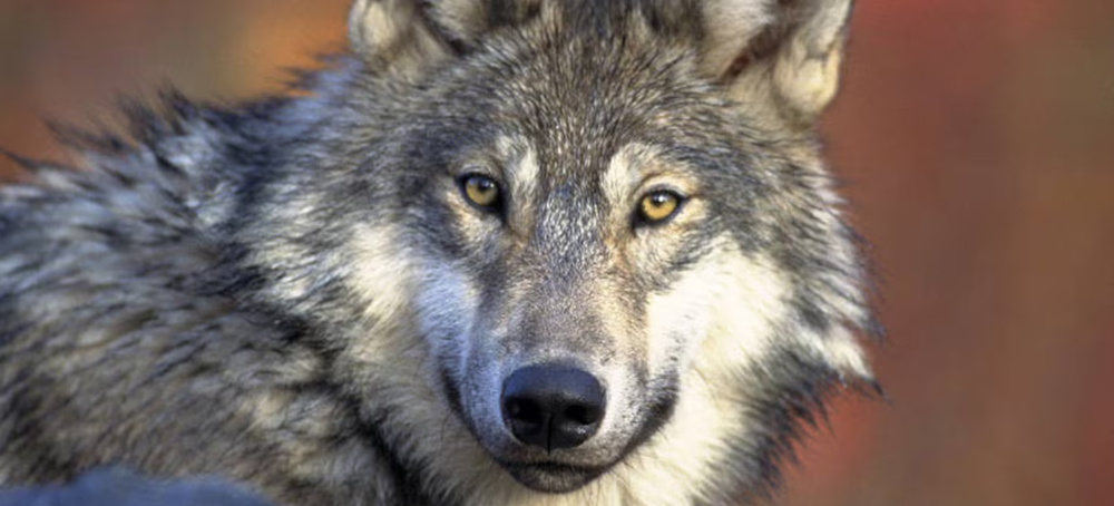 Colorado’s Wolves in the Political Crosshairs as Trump Targets the State