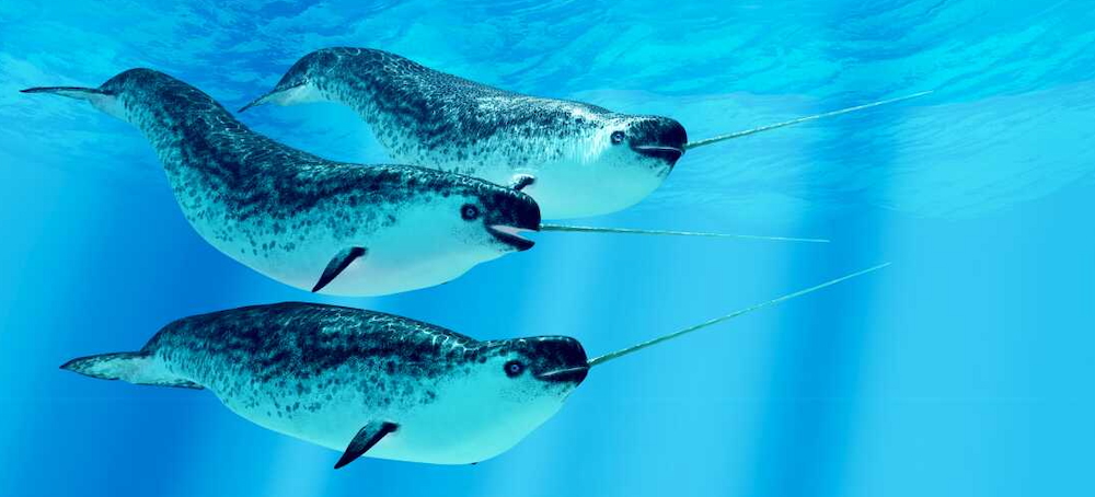 As the Arctic Grows Noisier, Narwhals Are Becoming Quieter