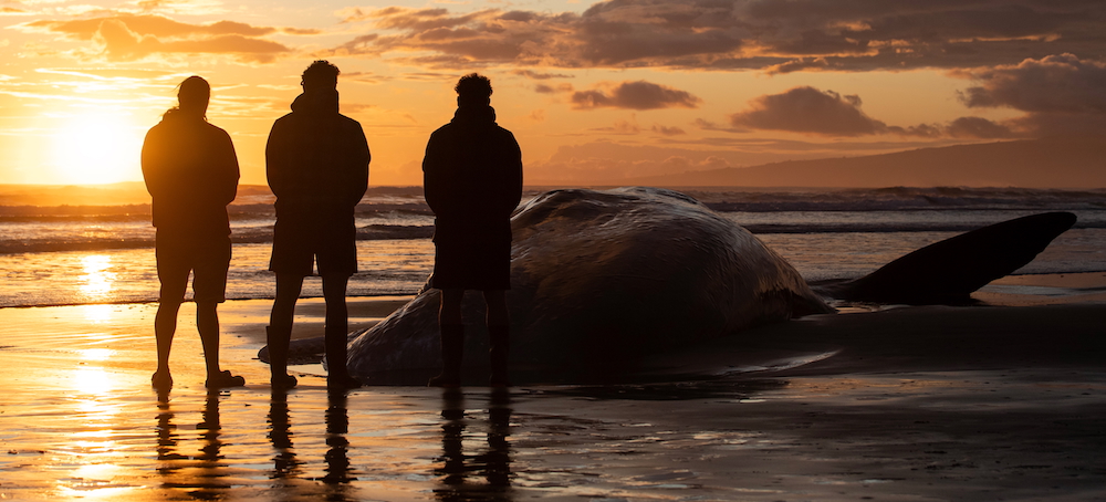 How a Groundbreaking Indigenous Treaty on Whales’ Rights Could Change National Laws