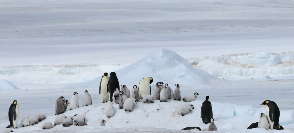 Satellites Reveal New Climate Threat to Emperor Penguins