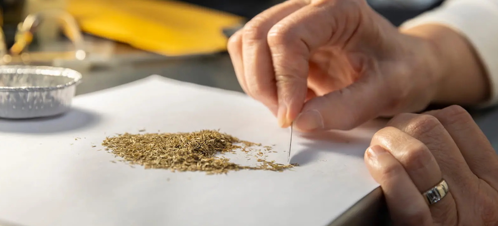 A Regional Network Is Racing to Save the Midwest’s Native Seeds