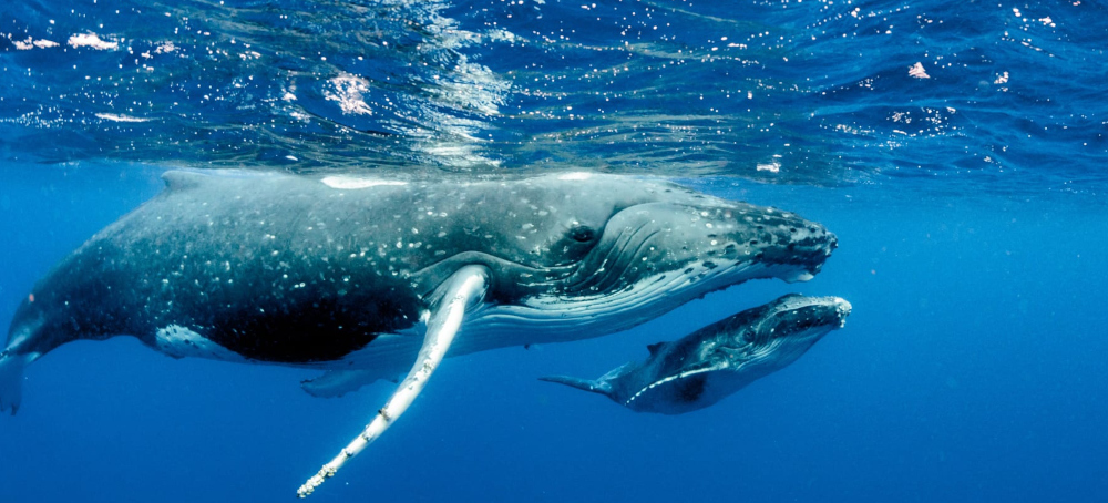 Trump Administration Mulls Rollback of Lifesaving Protections For Critically Endangered Whale