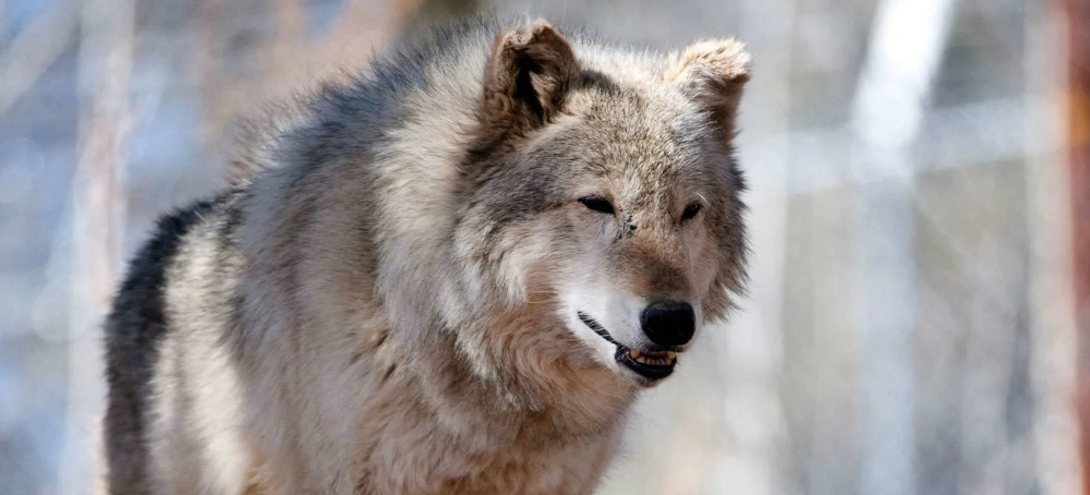 Over Half of the Gray Wolves Released Into Colorado Since 2023 for Reintroduction Program Have Died