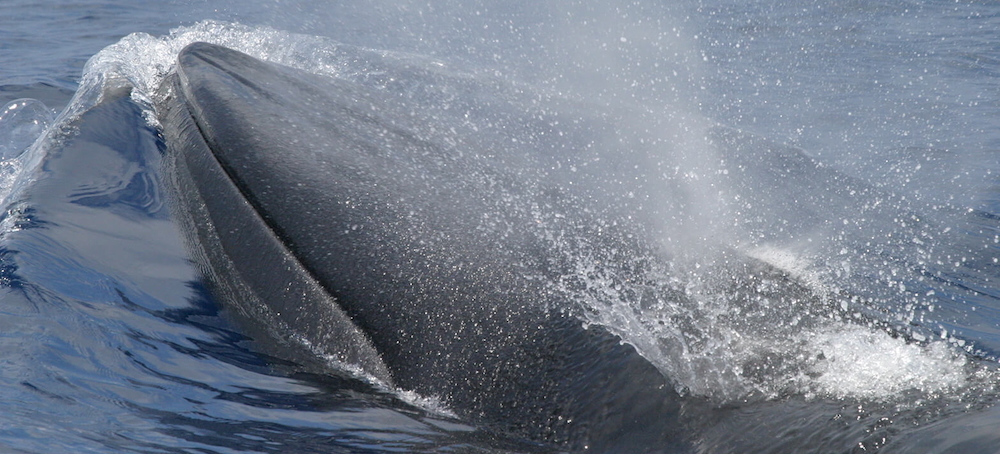 Iran Says It Has Started to Achieve Regime Change in US