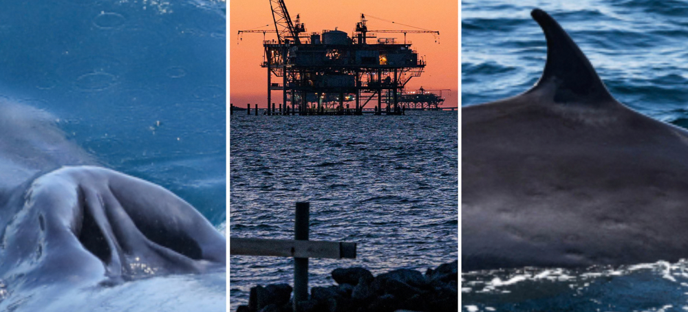 Rice’s Whales Predate Modern Humans. Now Trump Could Make Them Extinct