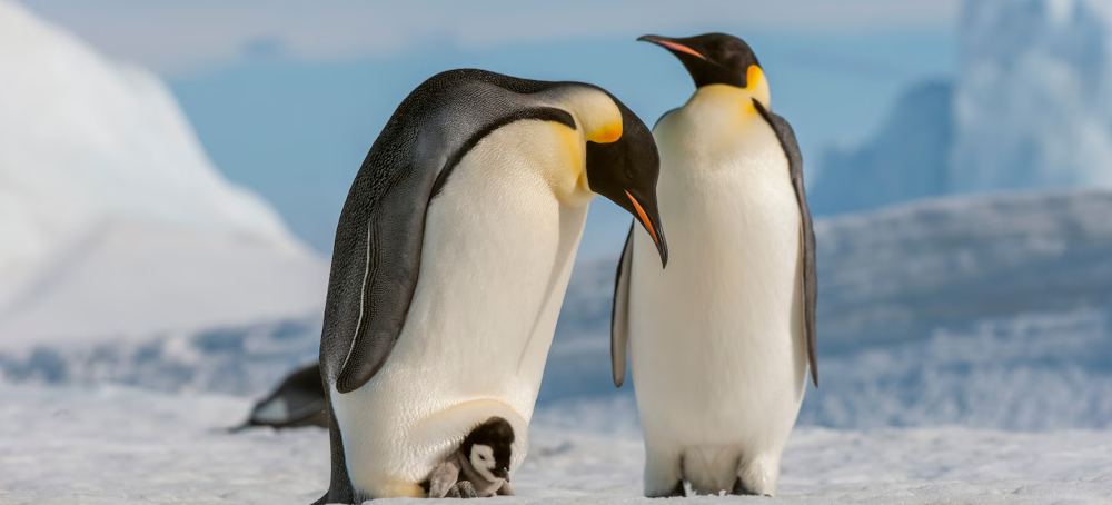 Emperor Penguins Have Just Been Declared Endangered