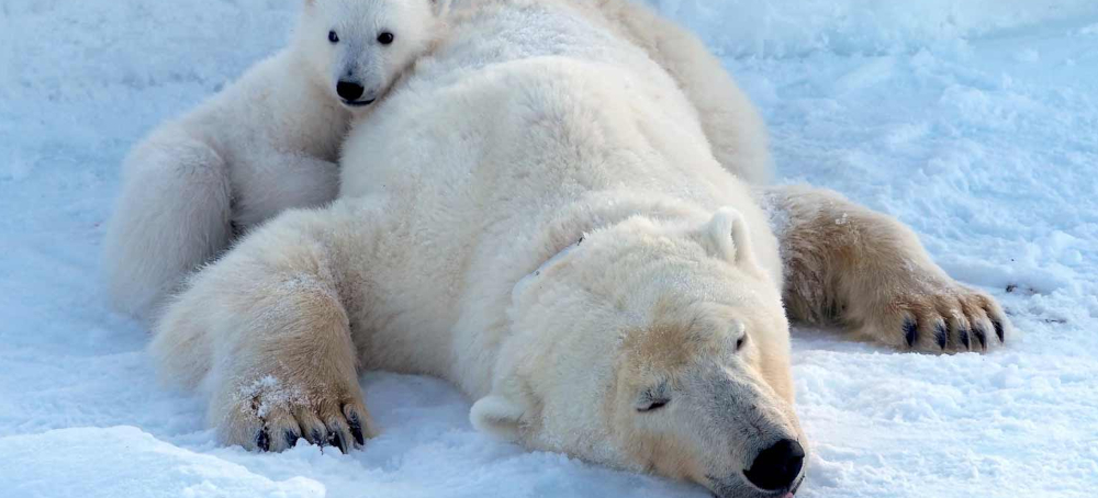 Some Polar Bears Are Showing Unprecedented Resilience to Climate Change