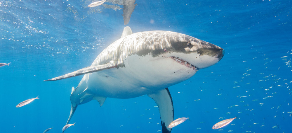 Great White Sharks Are Overheating