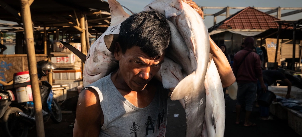 How Overfishing in Southeast Asia Is an Ecological and Human Crisis