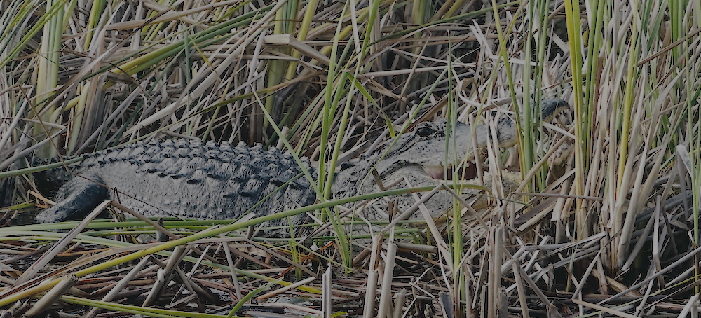 Pollution Persists in the Florida Everglades Despite 40-Year Restoration Effort, Report Says