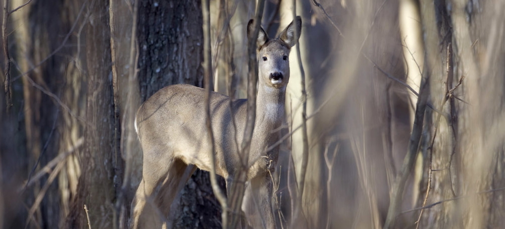 Chernobyl Full of Life as Wildlife Reoccupies a Radioactive Landscape