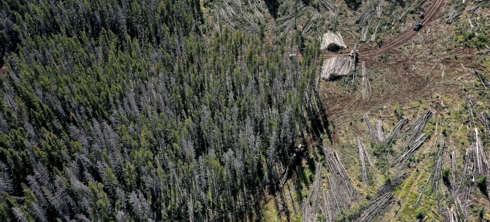 The Trump Administration Wants to Take an Ax to the East’s Last Great Forests
