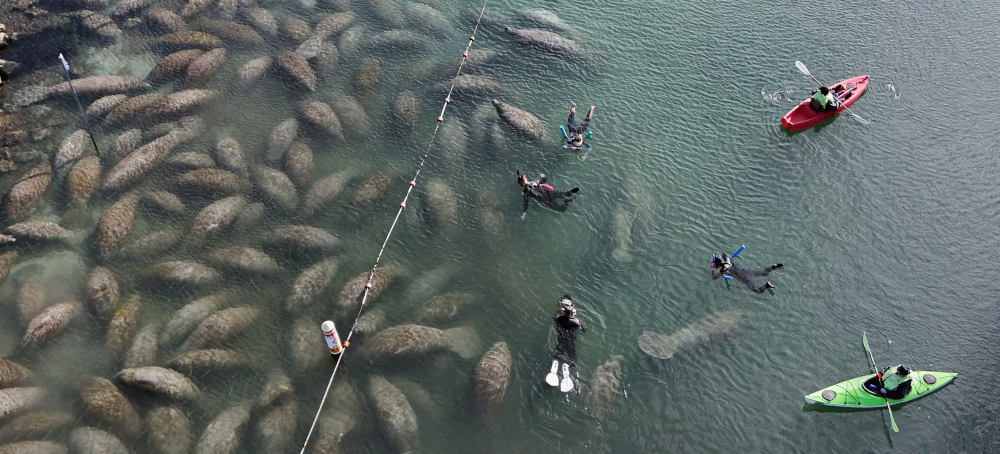 The Trump Administration's Plan to Gut Endangered Species Protections Faced a Major Setback This Week