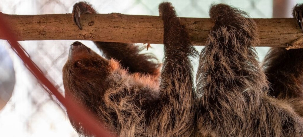 After Mass Deaths at ‘Sloth World,’ 13 Surviving Animals Are Transferred to a Florida Zoo