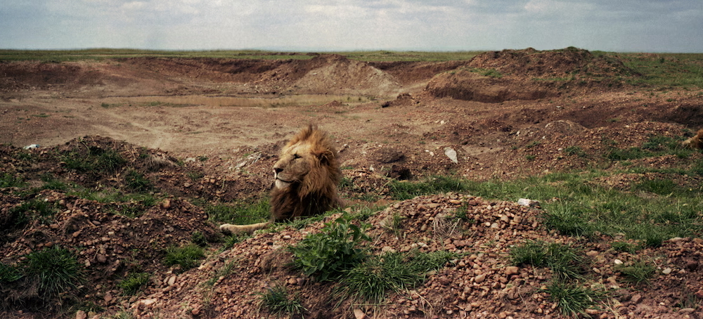 A Photo of a Lion Tells One Story. Outside of the Frame, There’s Another.