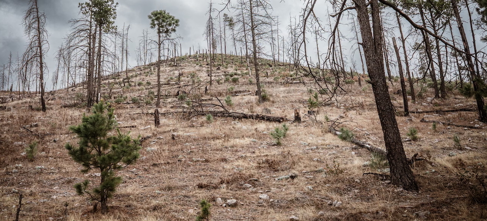 Logging, Murder and Money: Can Mexico’s Ancient Forests Be Saved From the Cartels?