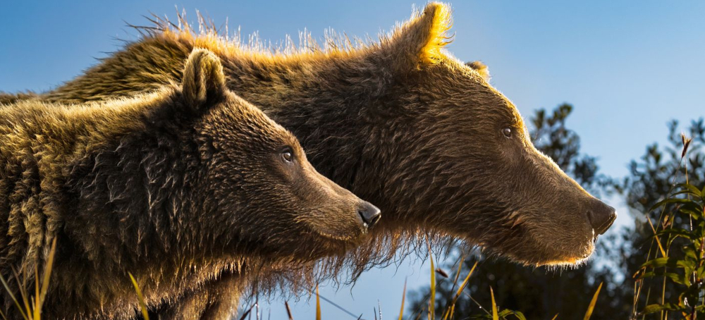I’ve Photographed These Bears for Years — Now Alaska Is Killing Them Again