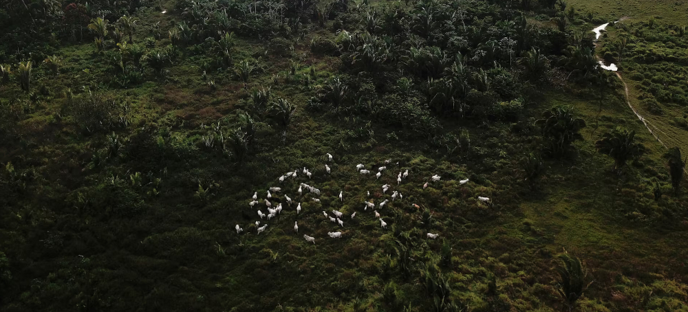 How China’s Evolving Consumer Habits May Protect the Amazon Rainforest