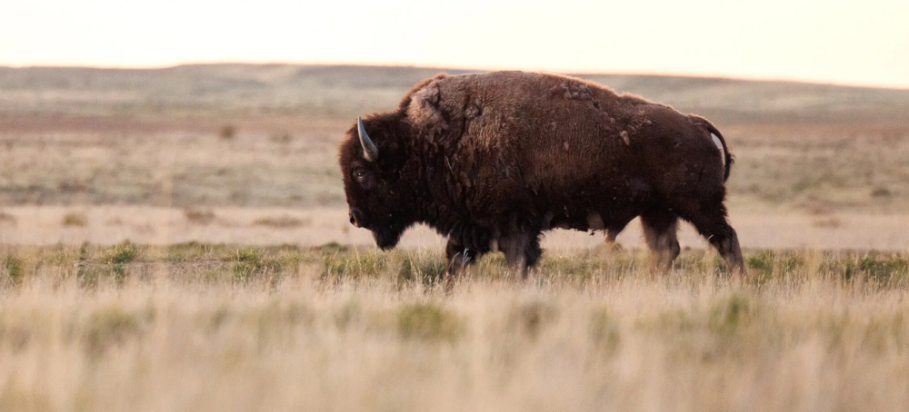 Home on the Range No More: Trump Wants Bison Gone