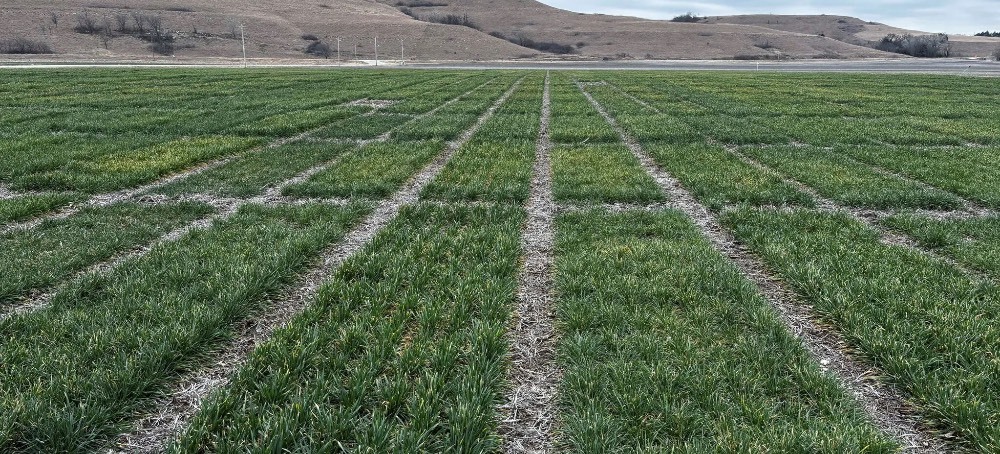 Fish and Wildlife Service Clears a Cancer Causing Weedkiller