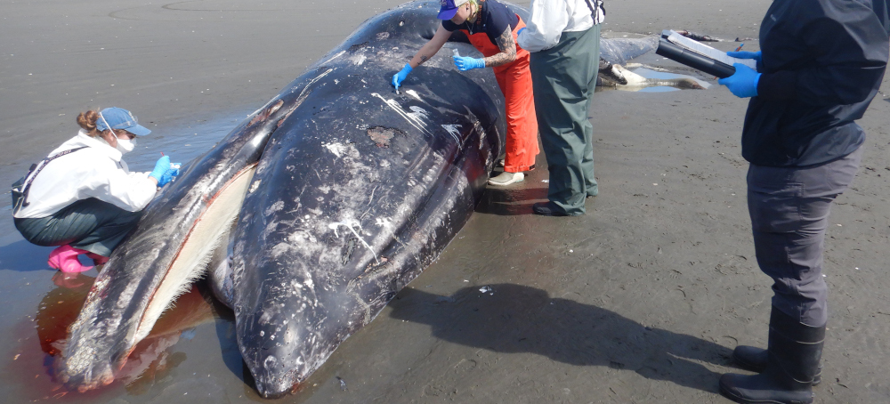 Malnourished Gray Whales of the Eastern North Pacific Are in ‘Serious Trouble’