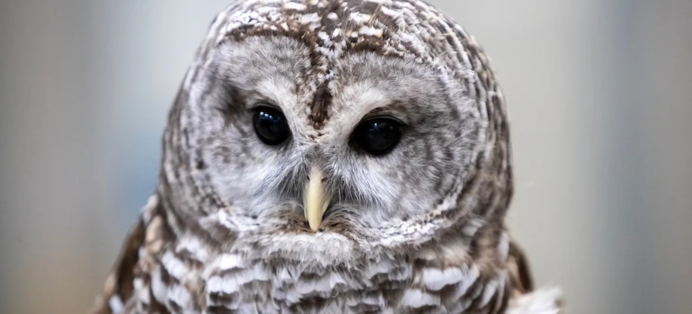Plan to Kill 450,000 Barred Owls on West Coast Apparently Underway