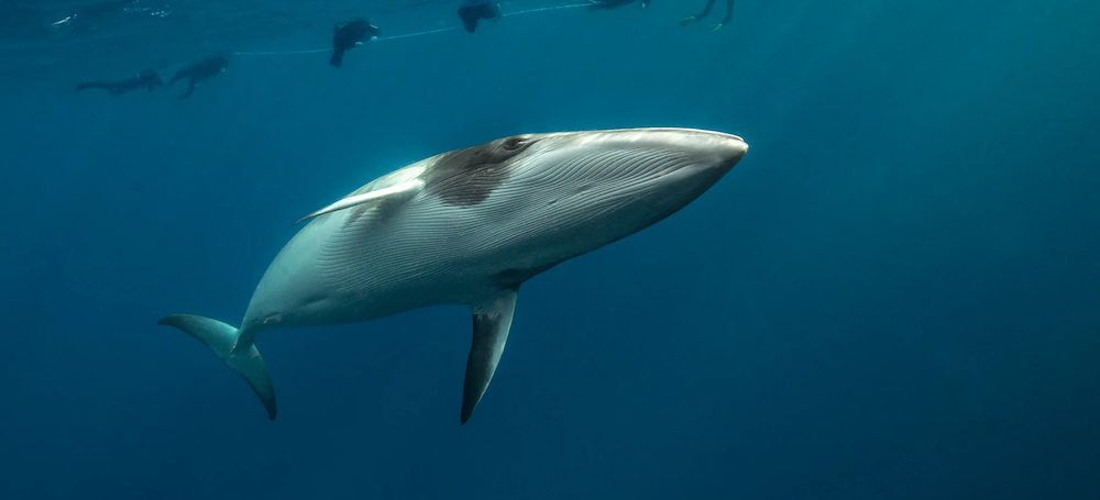 'The Moment I Made Eye Contact With a Whale'