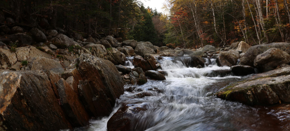 The Trump Administration Wants to Kill a Rule That Protects Millions of Acres of National Forests