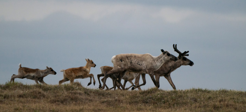 Major Oil Firms Skip Trump’s Auction of Arctic Wildlife Refuge Drilling Leases