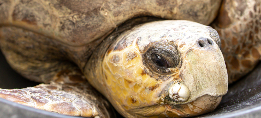 A Massive Volunteer Network in Florida Works to Save Endangered Sea Turtles