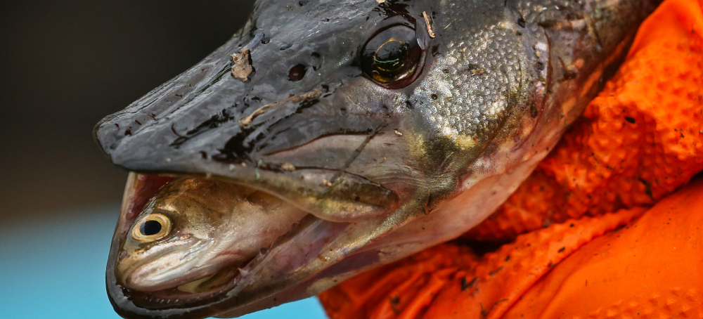 Climate Change Is Helping an Invasive Predator Wreak Havoc on Iconic Alaskan Fish