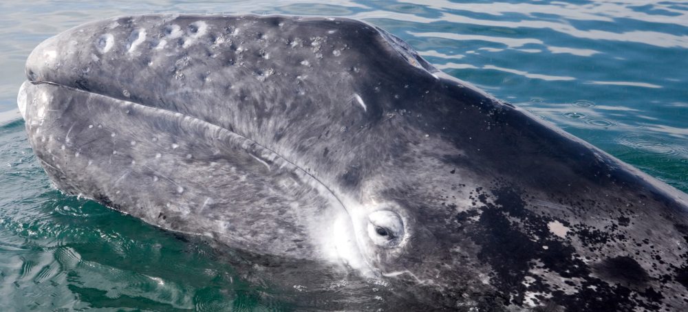 Pacific Gray Whales Facing ‘Catastrophic’ Die-off as Climate Crisis Hits Food Supply