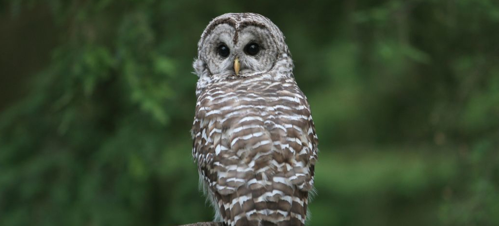 Trump Administration Opens Endangered Species’ Habitats to Development