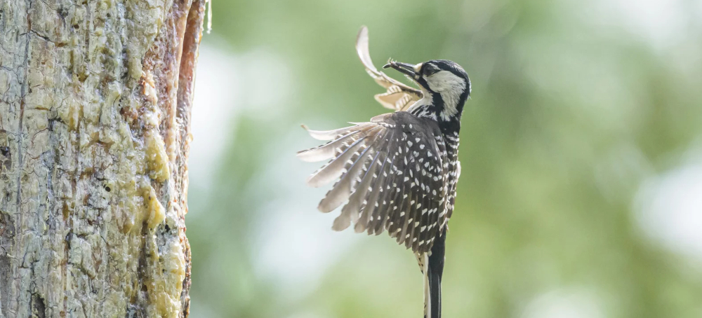 Environmental Groups Sue Government to Stop a Big Change to the Endangered Species Act