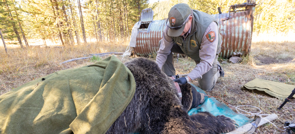 Will Trump’s Handoff of Grizzly Management to States Lead to More Dead Bears?