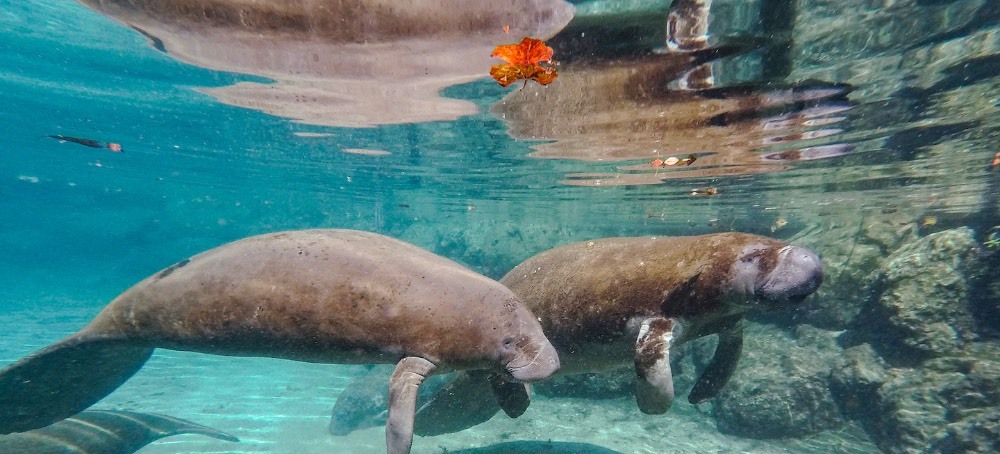 Trump Administration Allows Killing of Species Threatened with Extinction