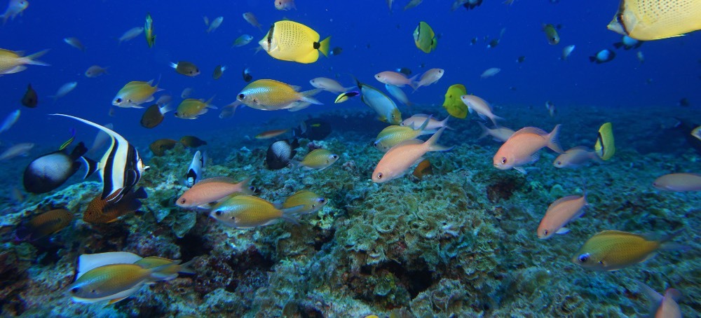 Trump Promotes Commercial Fishing in Protected Pacific Marine National Monuments