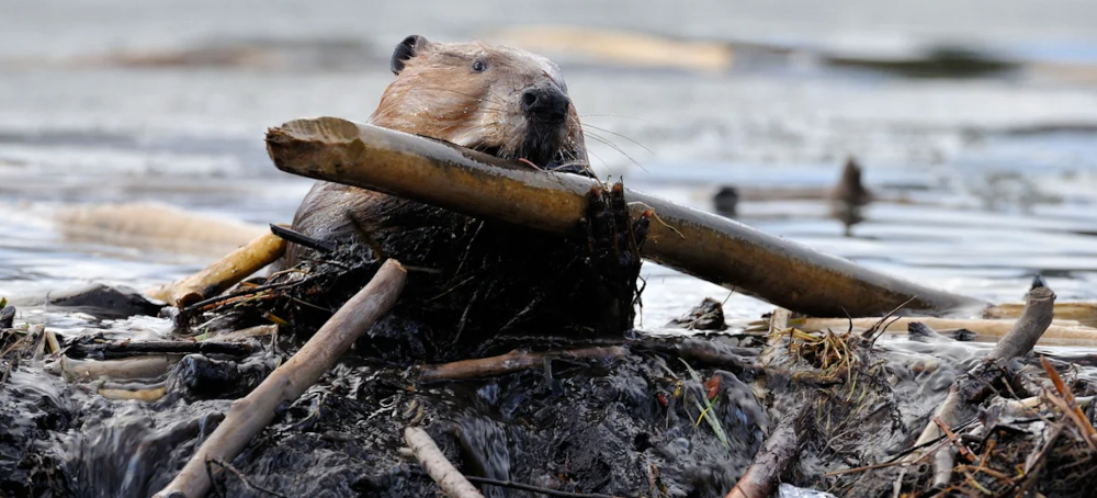 The Beavers Are Coming for Canada’s Arctic, One Dam at a Time