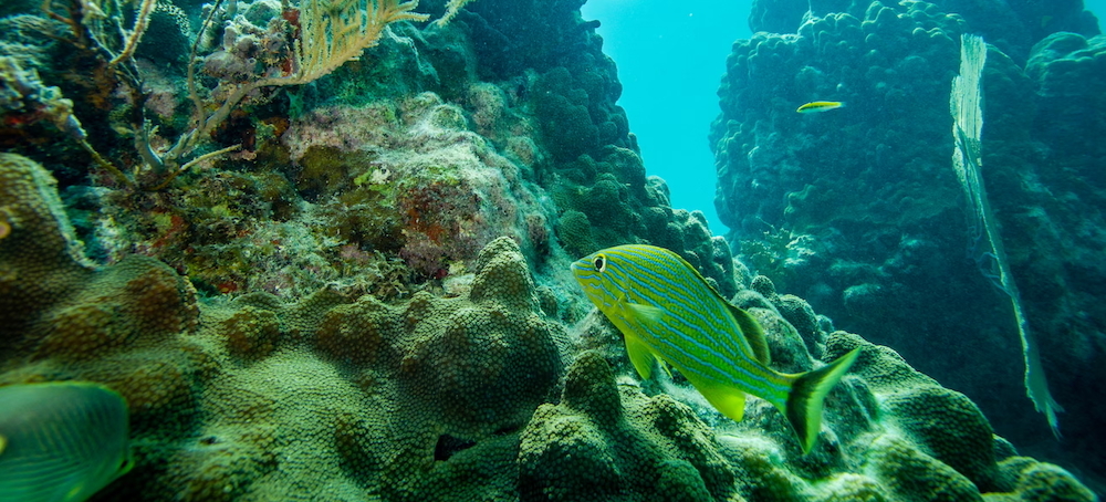 An Ambitious New Project in Florida Is Giving Marine Scientists Hope: ‘I Just See So Much Potential’