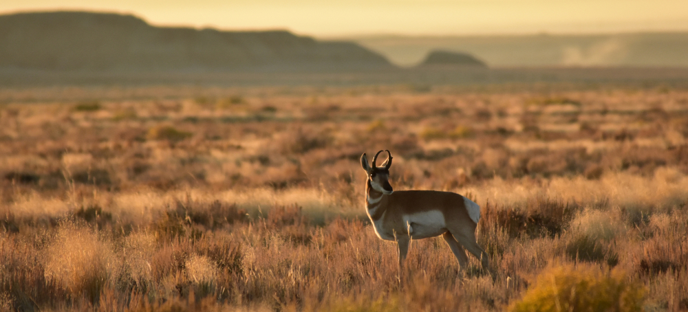 As Trump Expands Hunting and Fishing Access on Wildlife Refuges, What Will the Impact Be?